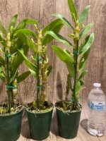 In Buds Fragrant - Dendrobium Asian Smile ‘Cutie Girl' (4” pot) - Image 7