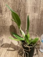 Rlc. Siam Delight x Rlc. Nakomchaisri Delight ‘Yen’ (5” pot) - Image 2