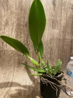 Rlc. Siam Delight x Rlc. Nakomchaisri Delight ‘Yen’ (5” pot) - Image 5