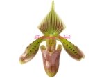 Paphiopedilum Grassauer Fowlton (Paph. tonsum alba x fowliei album) (BS 2” pot) - Image 2