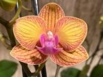 Double Spikes Novelty Rare Phalaenopsis NOID Dark Leaves (3.5" pot) - Image 3