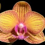 Double Spikes Novelty Rare Phalaenopsis NOID Dark Leaves (3.5" pot)