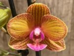 Double Spikes Novelty Rare Phalaenopsis NOID Dark Leaves (3.5" pot) - Image 4
