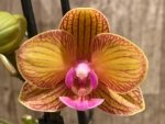 Double Spikes Novelty Rare Phalaenopsis NOID Dark Leaves (3.5" pot) - Image 5