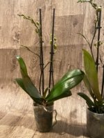 Double Spikes Novelty Rare Phalaenopsis NOID Dark Leaves (3.5" pot) - Image 10