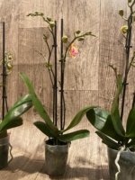 Double Spikes Novelty Rare Phalaenopsis NOID Dark Leaves (3.5" pot) - Image 11