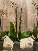 Double Spikes Novelty Rare Phalaenopsis NOID Dark Leaves (3.5" pot) - Image 9