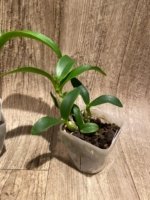 Caulocattleya Chantilly Lace 'Twinkle' (C. El Dorado Splash x Caularthron bicornutum) (3.5” Pot) - Image 6