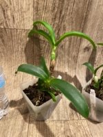 Caulocattleya Chantilly Lace 'Twinkle' (C. El Dorado Splash x Caularthron bicornutum) (3.5” Pot) - Image 5