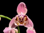 Double Spikes Phalaenopsis Dtps I-Hsin Fantastic World Peloric (4.5" pot)