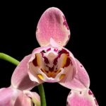 Double Spikes Phalaenopsis Dtps I-Hsin Fantastic World Peloric (4.5" pot)