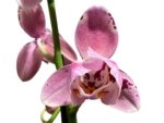 Double Spikes Phalaenopsis Dtps I-Hsin Fantastic World Peloric (4.5" pot) - Image 2