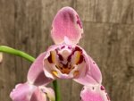 Double Spikes Phalaenopsis Dtps I-Hsin Fantastic World Peloric (4.5" pot) - Image 5