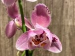 Double Spikes Phalaenopsis Dtps I-Hsin Fantastic World Peloric (4.5" pot) - Image 3