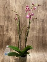 Double Spikes Phalaenopsis Dtps I-Hsin Fantastic World Peloric (4.5" pot) - Image 8