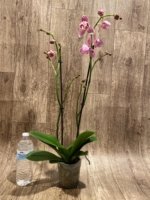 Double Spikes Phalaenopsis Dtps I-Hsin Fantastic World Peloric (4.5" pot) - Image 9