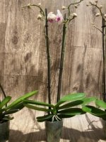 Double Spikes Phalaenopsis Shulong TWM-O1825 (3.5” Pot) - Image 8