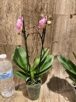 Double Spikes Phalaenopsis Shulong (3.5” Pot) - Image 9