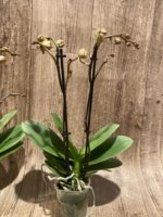 Double Spikes Phalaenopsis Shulong (3.5” Pot) - Image 7