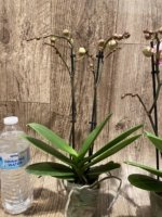 Double Spikes Phalaenopsis Shulong (3.5” Pot) - Image 8