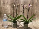Double Spikes Phalaenopsis Shulong (3.5” Pot) - Image 4