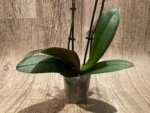 Double Spikes Phalaenopsis I-Hsin Black Elvan (3.5" pot) - Image 9