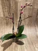 Double Spikes Phalaenopsis I-Hsin Black Elvan (3.5" pot) - Image 8