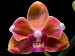 Phalaenopsis Taida Pride Cupid Peloric