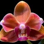 Phalaenopsis Taida Pride Cupid Peloric
