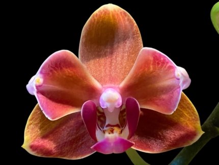 Phalaenopsis Taida Pride Cupid Peloric
