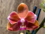 Double Spikes Phalaenopsis Taida Pride Cupid Peloric (3.5" pot) - Image 3