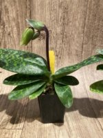 IN SPIKE - Paphiopedilum Quintal Jewel (Paph. Voodoo Jewel x Wiilliam Lewis) (2" pot) - Image 5