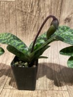 IN SPIKE - Paphiopedilum Quintal Jewel (Paph. Voodoo Jewel x Wiilliam Lewis) (2" pot) - Image 6