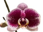 Double Spikes Phalaenopsis Reyoung Splash 'JB108' (4.5" pot) - Image 2