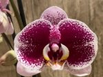 Double Spikes Phalaenopsis Reyoung Splash 'JB108' (4.5" pot) - Image 3