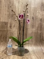 Double Spikes Phalaenopsis Reyoung Splash 'JB108' (4.5" pot) - Image 6