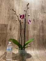 Double Spikes Phalaenopsis Reyoung Splash 'JB108' (4.5" pot) - Image 8