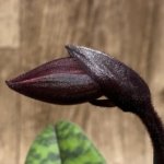 In Spike Paphiopedilum Dot's Wonder × Mastersianum (Hsinying BM/TPS) (2” pot)