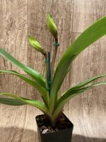 Double Spikes Paph. Horizontal Sunset x Barbi Playmate Multi Growths (3.5” Pot) - Image 3