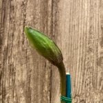 In  Spike Paph. Wally's Weirdness x (Invasion x Amanda) × Wally's Weirdness (3.5” pot)