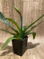 In  Spike Paph. Wally's Weirdness x (Invasion x Amanda) × Wally's Weirdness (3.5” pot) - Image 5