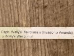 In  Spike Paph. Wally's Weirdness x (Invasion x Amanda) × Wally's Weirdness (3.5” pot) - Image 6
