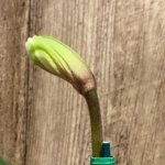 In Spike (Paph. Invasion × Amanda) x (Sheldrake × Beverley Rhodes) (3.5” pot)