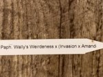 In  Spike Paph. Wally's Weirdeness × (Invasion × Amanda) (3.5” pot) - Image 6