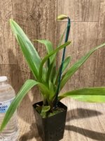 In  Spike Paph. Gratrixianum x (Sheldrake x Beverley Rhodes) Multi Growths (3.5” pot) - Image 3