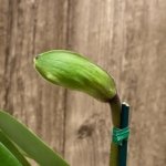 In  Spike Paph. Big Island Mood x Topaz Charm (3.5” pot)