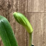 In Spike Paph. Horizontal Sunset x Barbi Soccer Mom Multi Growths (3.5” pot)