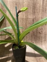 In Spike Paph. Horizontal Sunset × (Magic Mood x Stan Condon) Multi Growths (3.5” pot) - Image 5