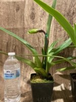 In Spike Paph. Horizontal Sunset × (Magic Mood x Stan Condon) Multi Growths (3.5” pot) - Image 6