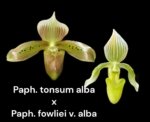In Spike Paphiopedilum Grassauer Fowlton (Paph. tonsum alba x fowliei album) (2” pot) - Image 3